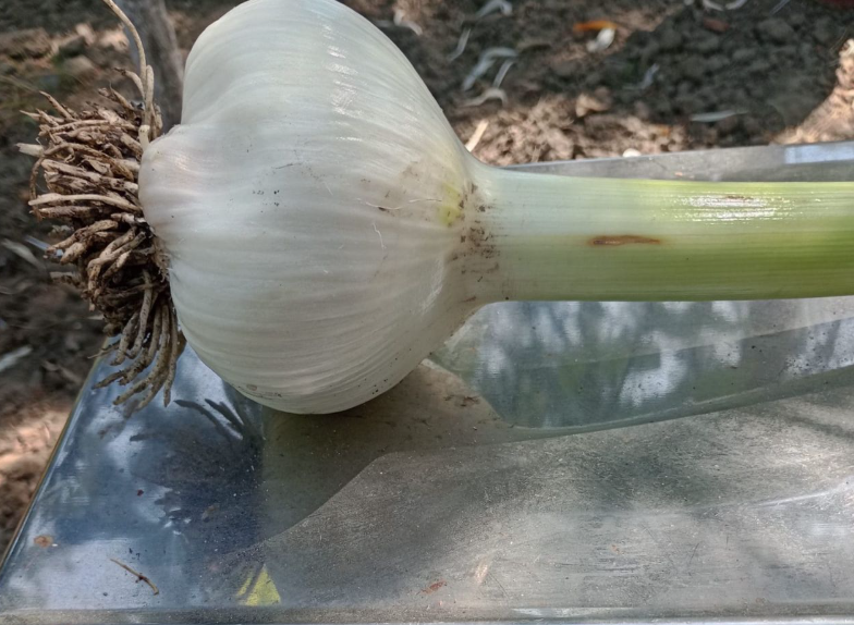 Gheorghe a dat lovitura cu un soi de usturoi pe care îl vinde cu 100 de lei kilogramul. Și străinii îl cumpără