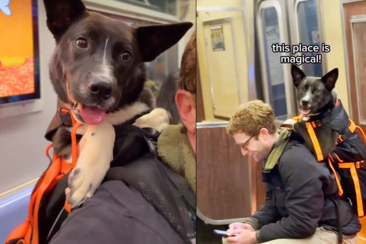 Un tânăr din New York plimbă câini în rucsac pentru a-i ajuta să fie adoptați. Imaginile fac înconjurul lumii