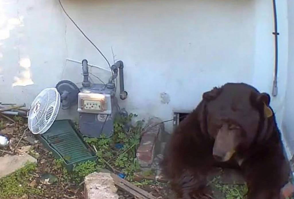 Un urs negru își terorizează vecinul. Blândul baribal nepoftit refuză să părăsească subsolul casei unui american