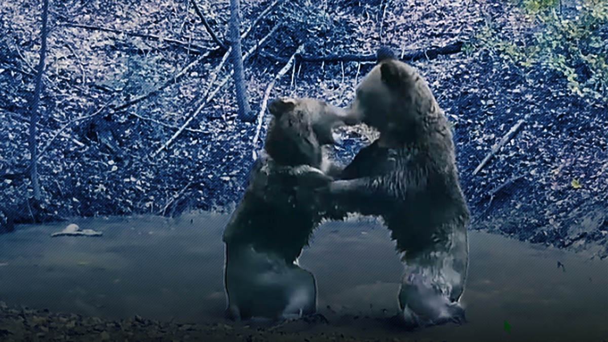 Aglomerație la piscină. Doi urși își dispută o băltoacă din Parcul Național Piatra Craiului