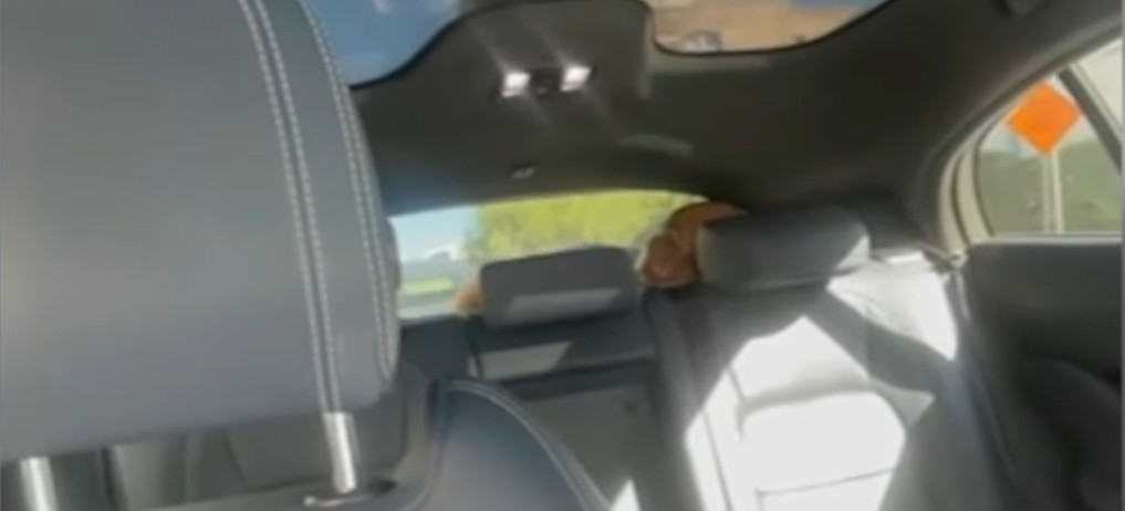 Ce a descoperit o femeie care a comandat un taxi autonom Waymo: „Chestia asta nu mă lasă să ies”