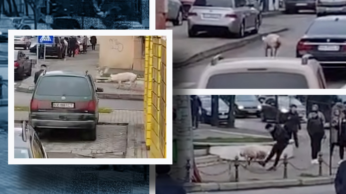 Porcul care a luat-o la fugă înainte de sacrificare. A fost filmat pe străzile din Vaslui