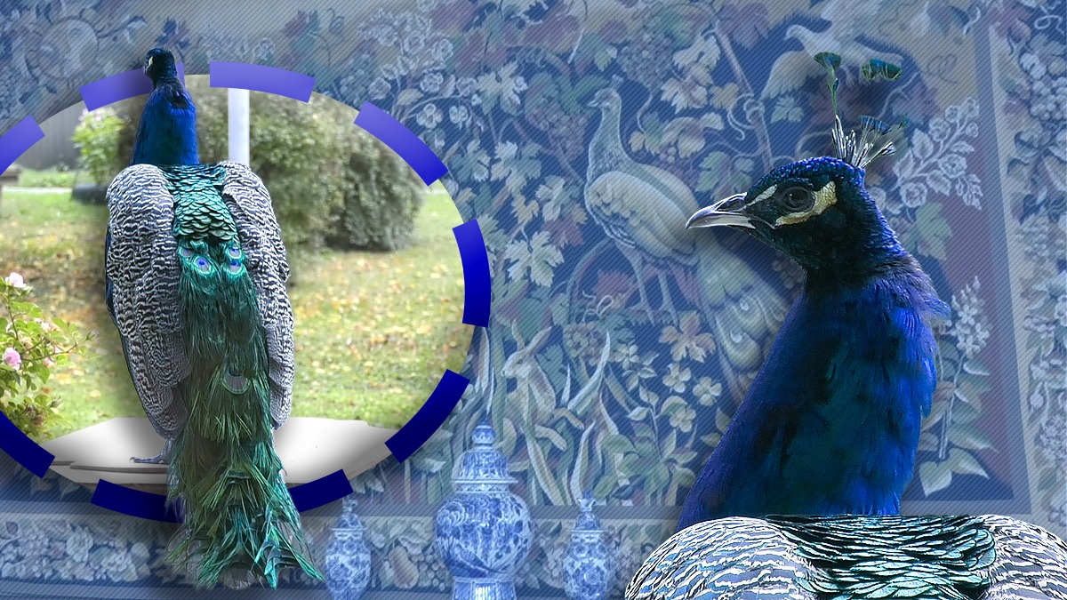 IMAGINI. La 36 de ani de la Revoluție, urmașii păunilor lui Nicolae Ceaușescu se plimbă încă liberi prin grădina reședinței din Primăverii