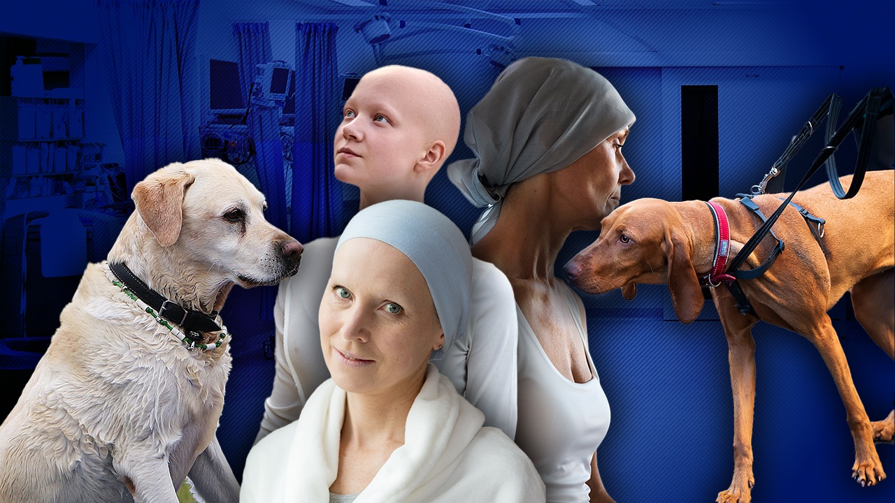 Câinii pot lua urma cancerului, arată cele mai recente studii. Potrivit cercetătorilor americani, patrupezii pot detecta boala cu ajutorul mirosurilor specifice lăsate de diferite tipuri de cancer