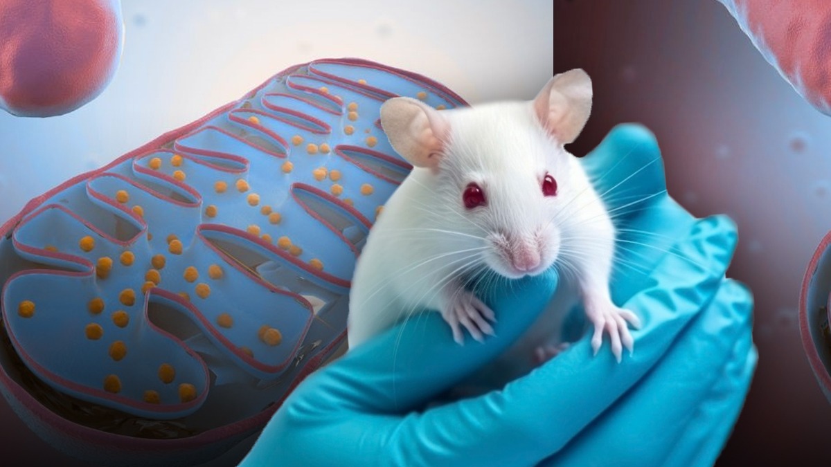 Proteina care a încetinit semele de îmbătrânire a șoarecilor și le-a prelungit viața. Explicația specialiștilor