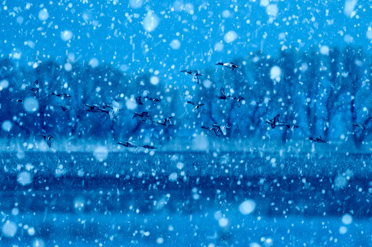 Cod galben de vreme severă în București și mai multe județe. Unde ninge abundent