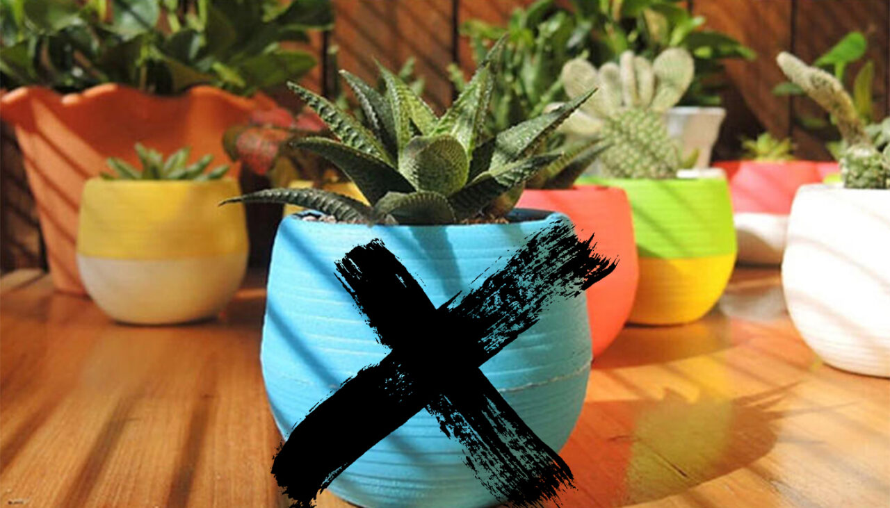 Adio, ghivece cu plante. Vor fi interzise și în România, conform legislației UE