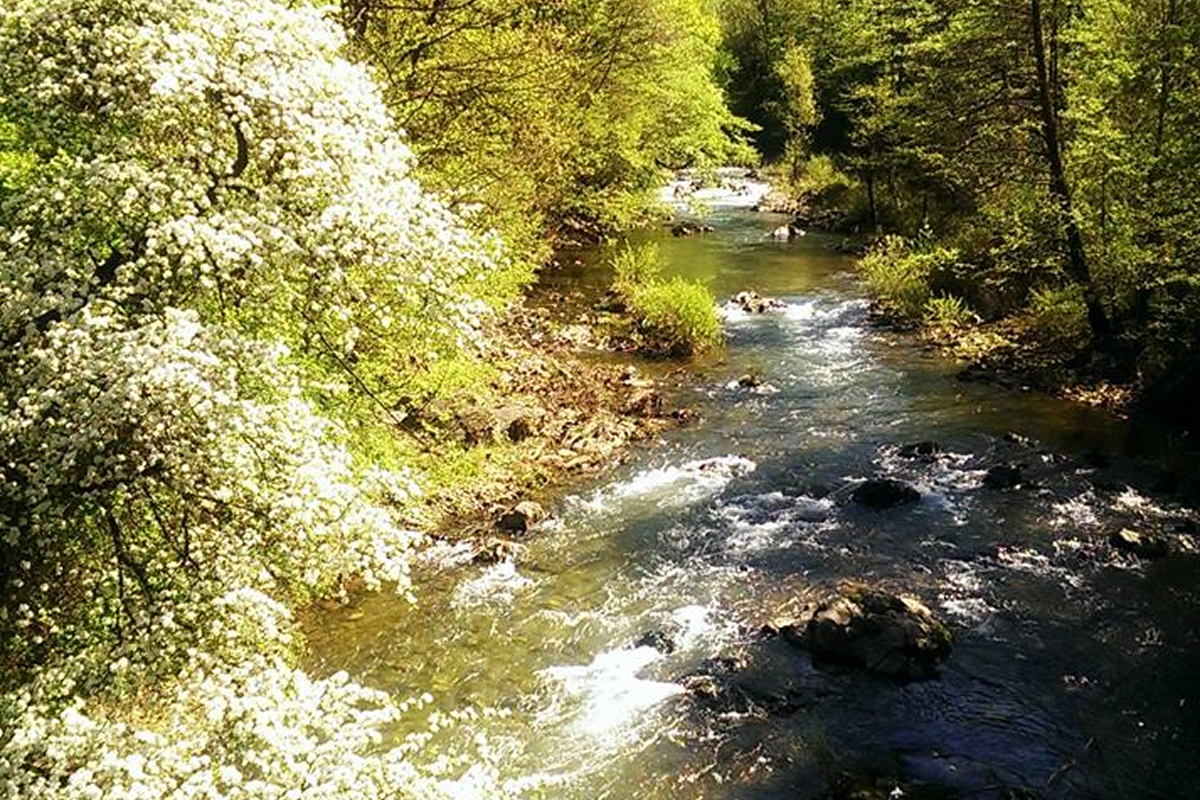 Singurul oraș cu climă tropicală din România. Când vine primăvara în celebra stațiune de spa din Banat