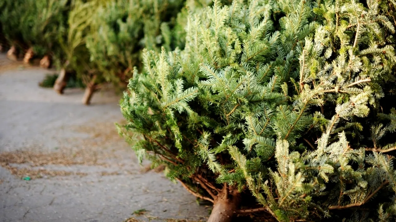 Ce reguli trebuie să respecte românii care vor să scape de brazii de Crăciun. ANMAP a transmis mai multe recomandări