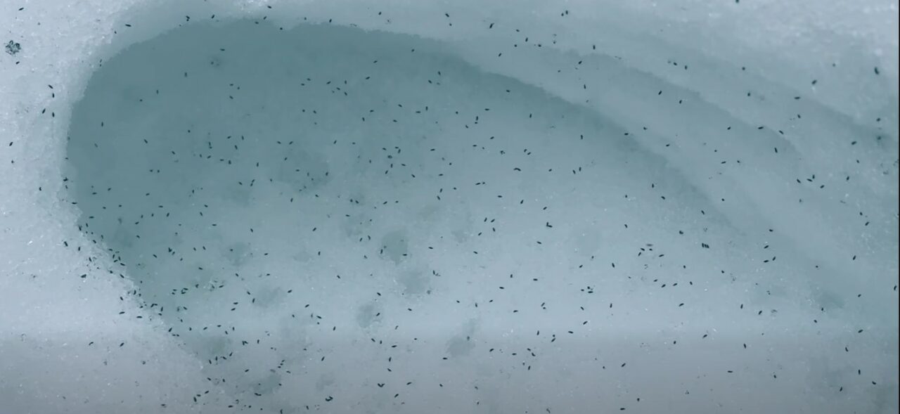 Clujul este invadat de purici de zăpadă. Viețuitoarele care apar tot timpul anului