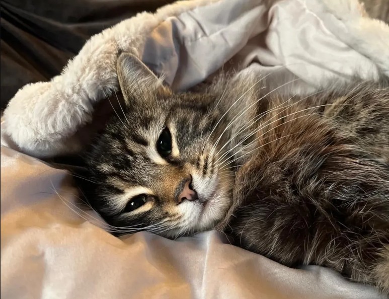 Curier prins în timp ce fura un animal de companie din fața ușii unei familii