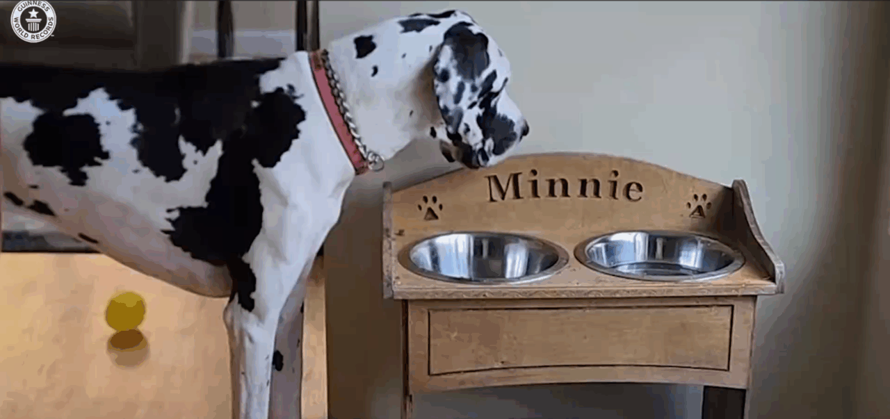 Cel mai înalt câine din lume a fost inclus în Cartea Recordurilor. Stăpânii săi au reușit cu greu să îl măsoare, doar cu recompensa lui favorită