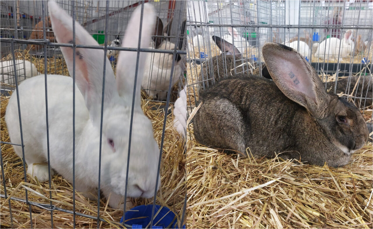 Expoziție inedită la Craiova. Găini, iepuri și porumbei care valorează și 2.000 de euro