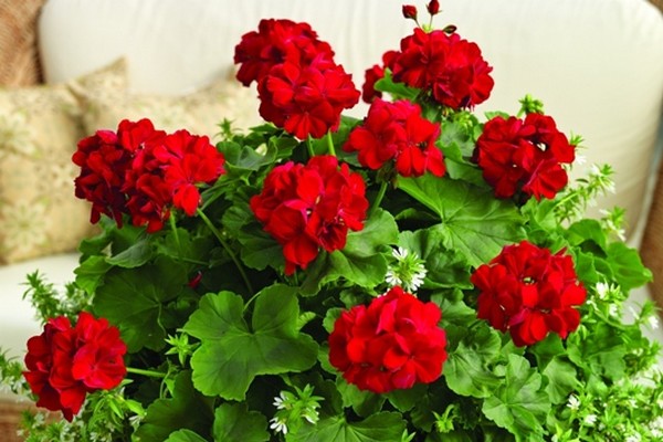 Mușcatele tale pot fi în pericol dacă faci acest gest aparent banal, pe timp de iarnă. Cum eviți pericolul