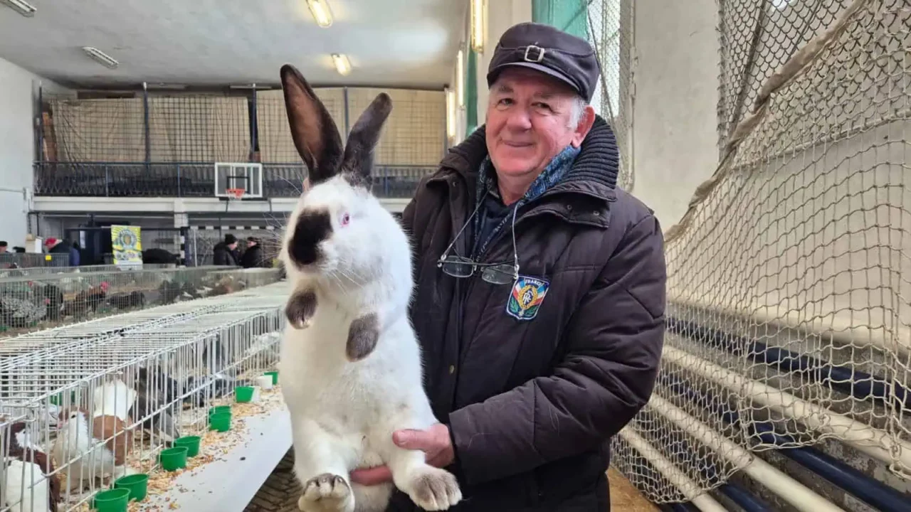 Un fermier din Alba a dat lovitura cu ”Uriașul de Transilvania”. Cât costă un exemplar din gigantul de 9 kilograme premiat la expoziții internaționale