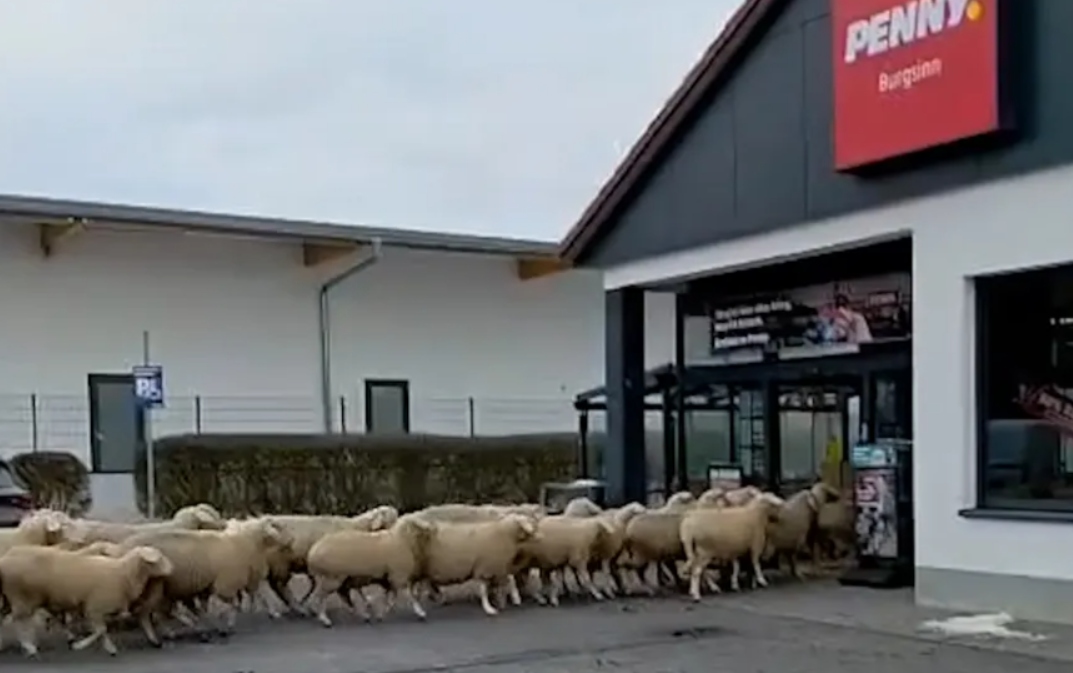 O turmă de oi a luat cu asalt un supermarket din Gemania. Care a fost mobilul incredibil al mioarelor