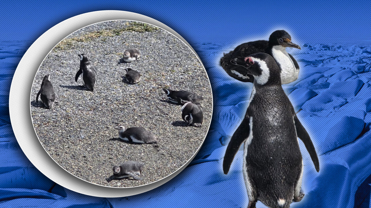 Schimbările climatice dau peste cap obiceiurile de reproducere ale pinguinilor. Care sunt cauzele punctuale ale fenomenului