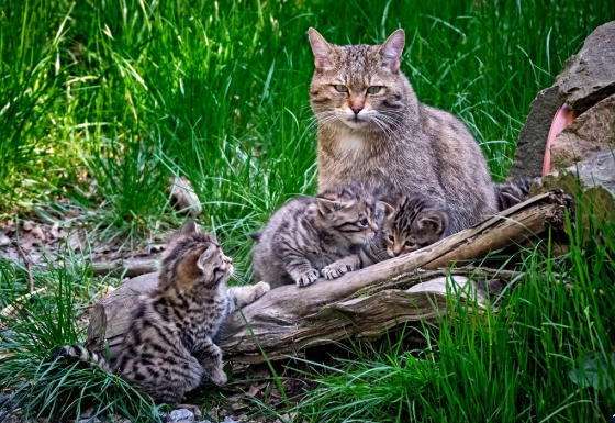 Fantoma din pădure prosperă din nou în Europa. Câte pisici sălbatice bântuie România