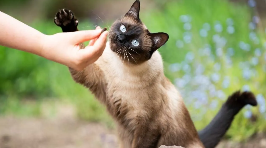 Pisicile cu cei mai fascinanți ochi. Cine conduce în clasamentul Fundației Mondiale a Animalelor