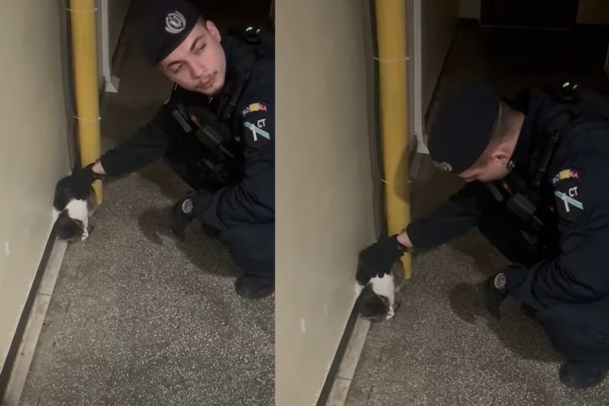 Intervenție mai puțin obișnuită a jandarmilor la Constanța. O pisică agresivă a fost imobilizată. Ordinea pe scara blocului a fost restabilită