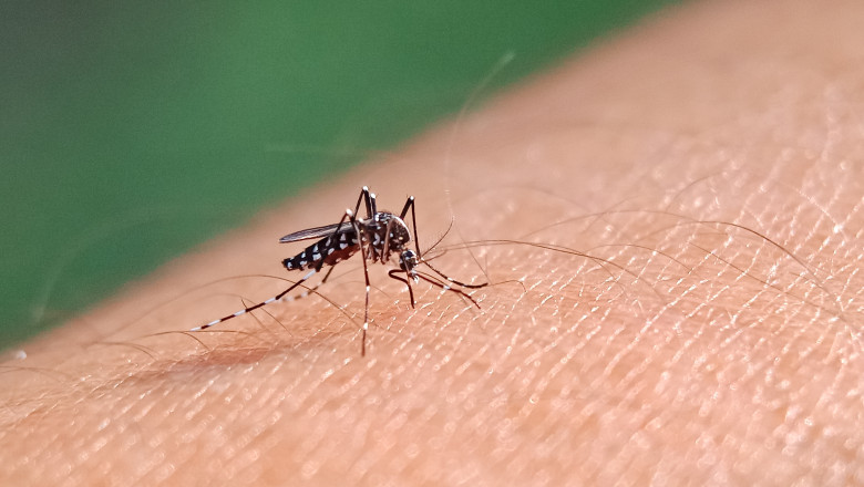 S-a confirmat primul caz de virus Chikungunya în România. Cum se transmite