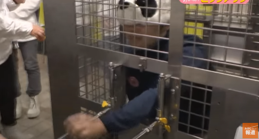 Angajații de la o grădina zoologică din Japonia se prefac că sunt urși panda și sunt hrăniți de vizitatori, după ce urșii reali s-au reîntors în China