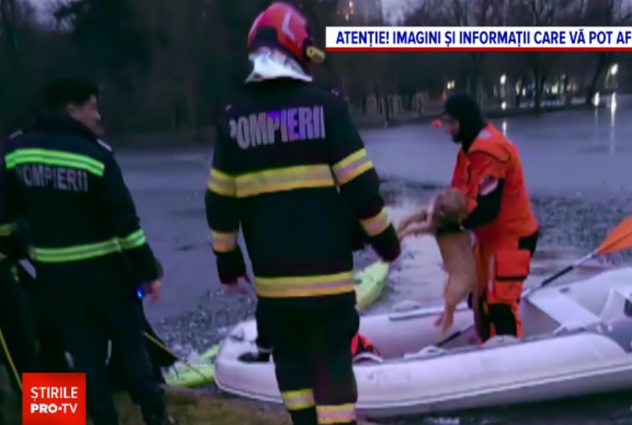 Un bărbat din București și-a riscat viața pentru a-și salva câinele, căzut în IOR. Nu a mai putut ieși din apa rece