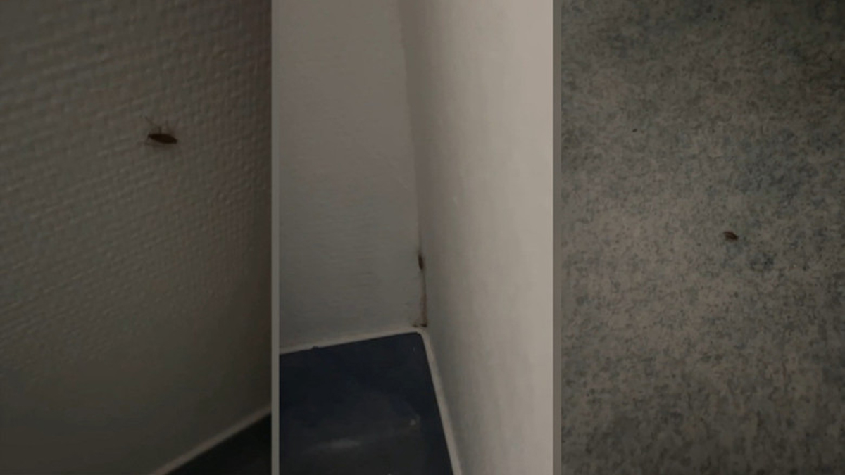 Gândaci în saloanele Spitalului de Pediatrie din Slatina, filmați de mama unui copil internat într-un salon al secției