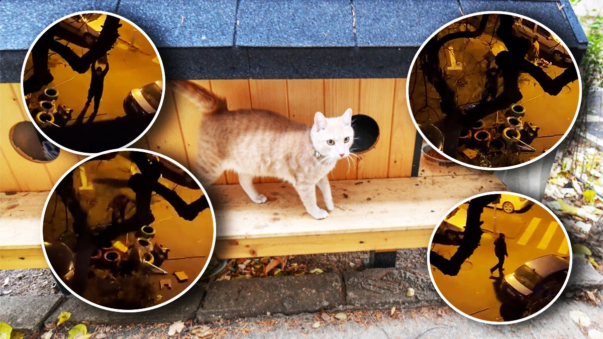 Imagini revoltătoare cu un bărbat din Sectorul 3 care distruge căsuțele pisicilor fără stăpân: „Ce minte și ce inimă să ai în tine să faci așa ceva?”