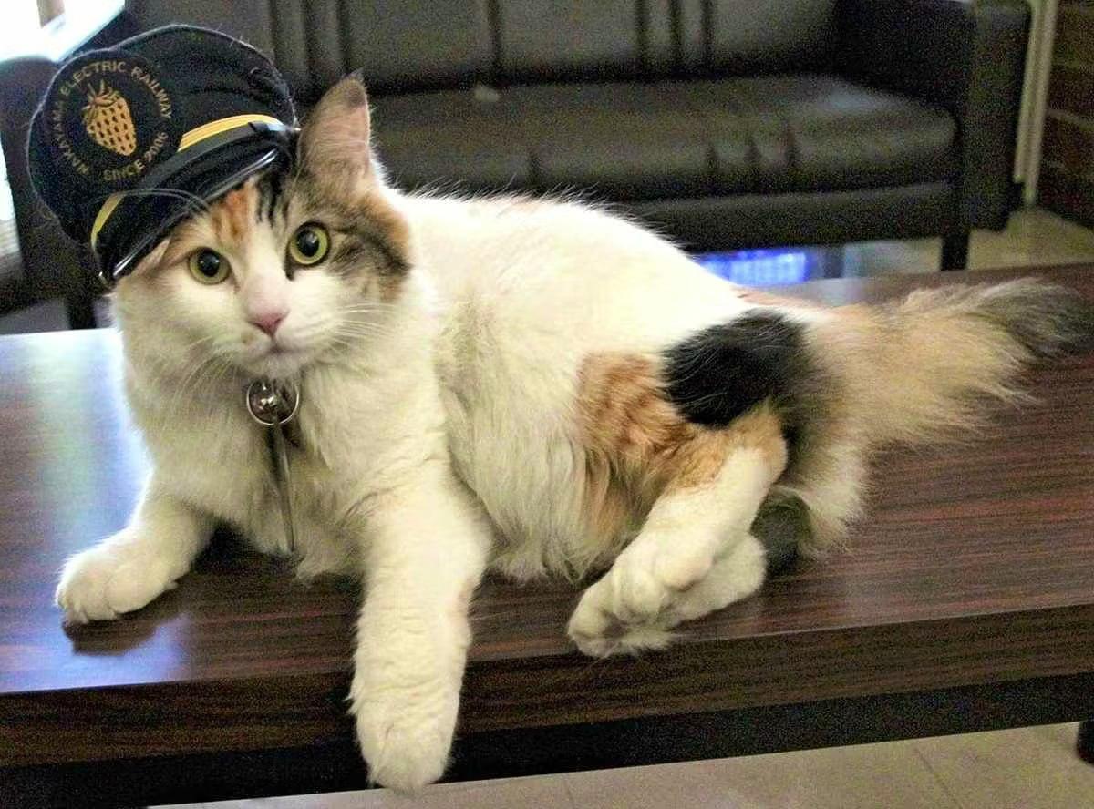 În Japonia, o pisică a devenit supraveghetorul oficial al unei stații de tren. Gestul a adus încasări uriașe și a salvat calea ferată de la faliment