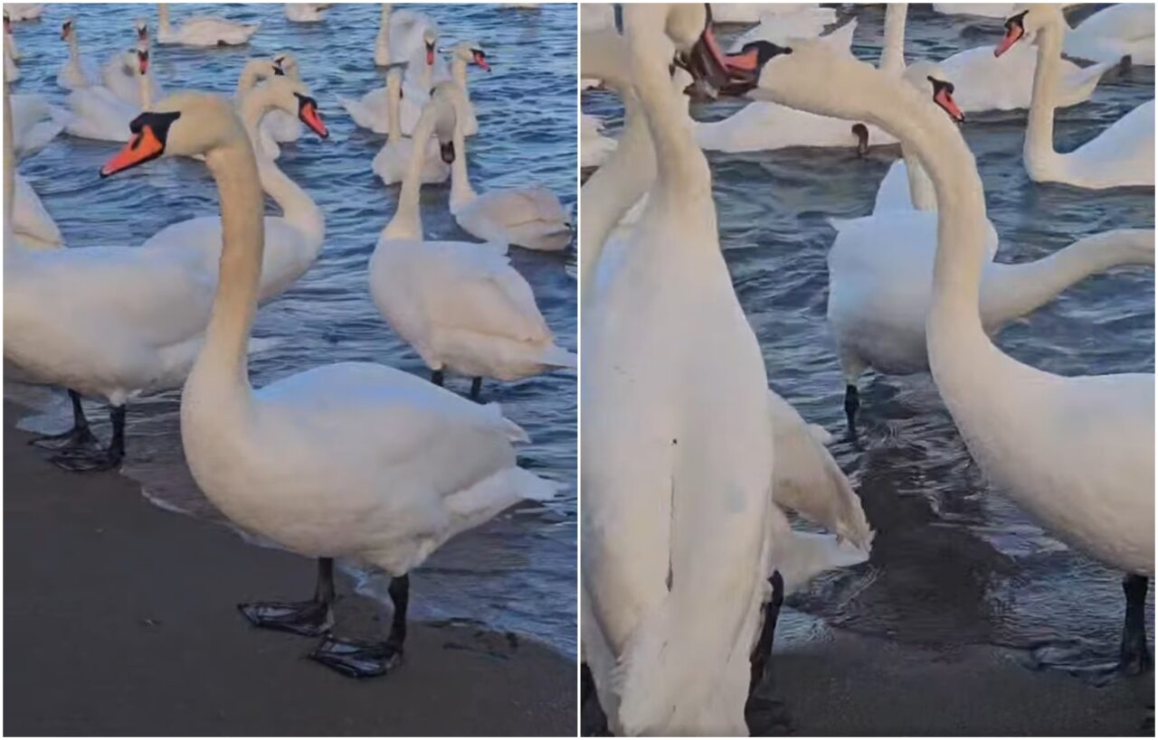 Spectacol la malul Mării Negre: zeci de lebede, vedetele plajei din Eforie