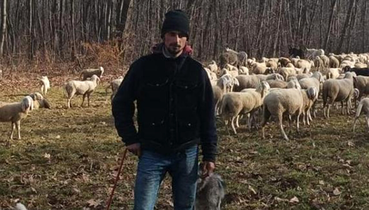 Ce salariu are un cioban la oi în Italia. Cât ar câștiga în România
