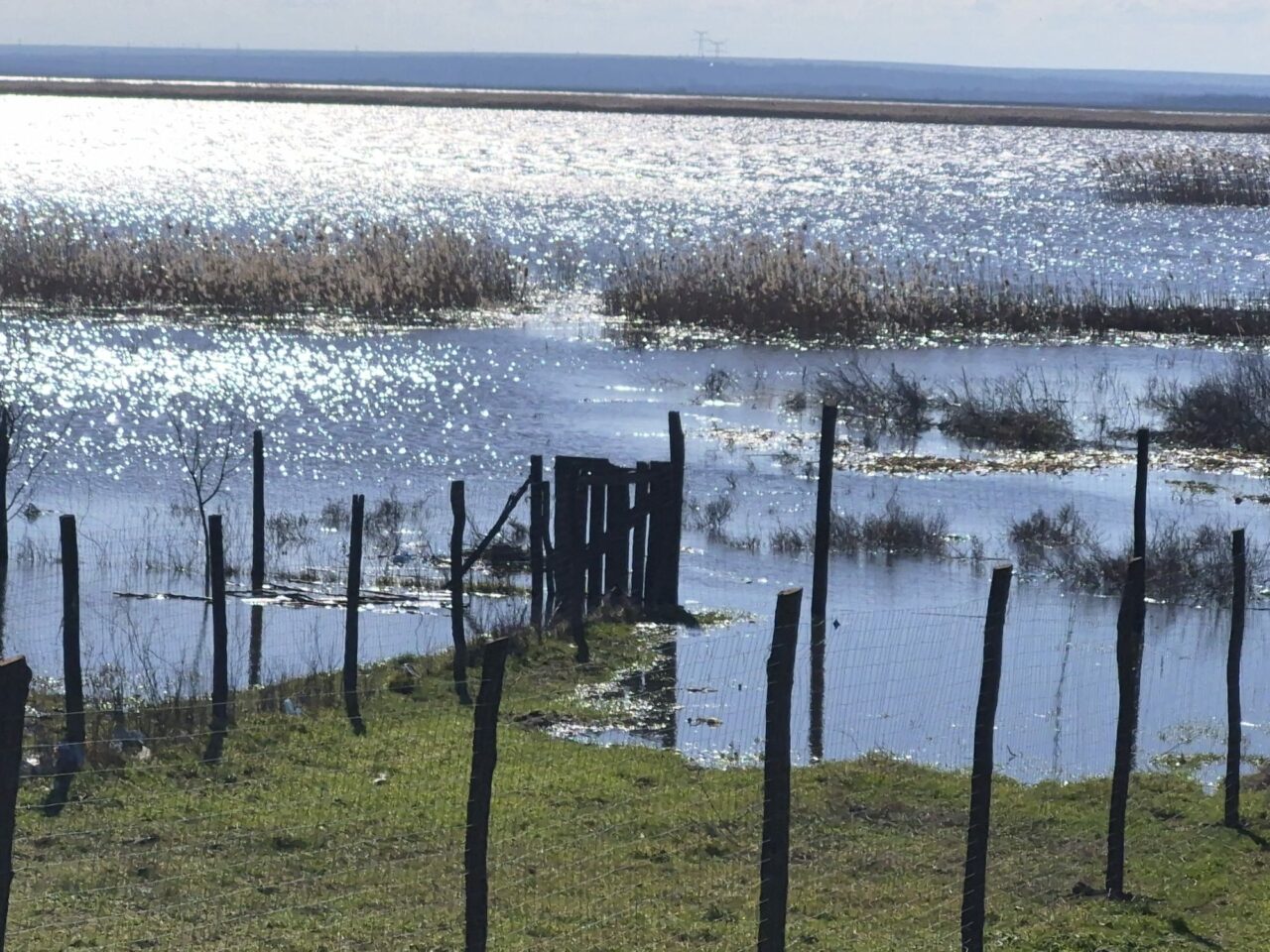 Localitățile de pe malul Dunării, în alertă de inundații. Animalele din fermele de lângă Dunăre au fost evacuate