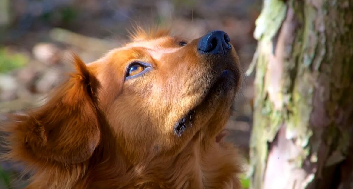 Câinii din Madrid, în pericol. Intoxicați cu alcool și droguri