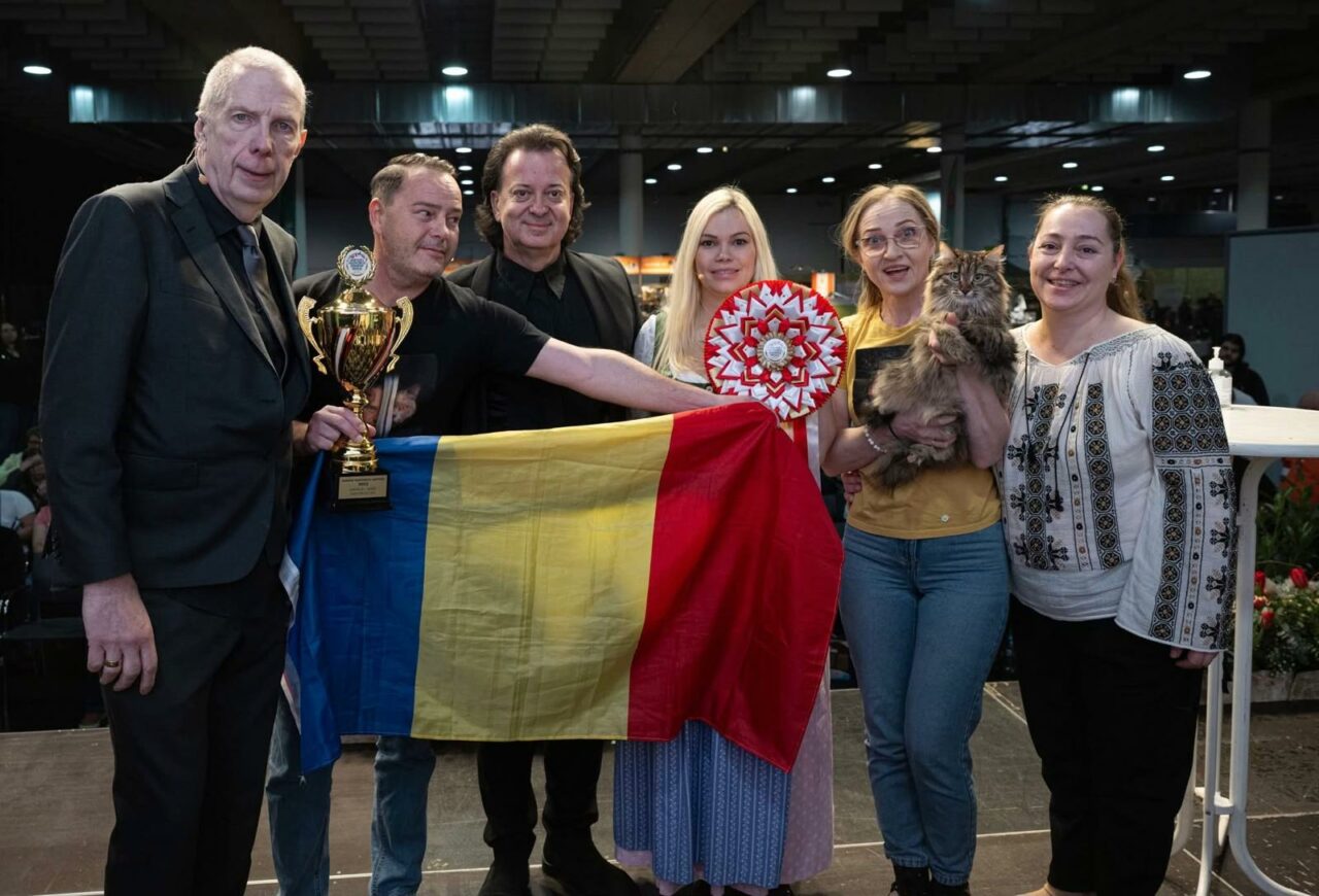 Pisica maidaneză devenită vedetă la Campionatul European Felin. Povestea de film a curajoasei Duracell, salvată de pe străzile Iașiului
