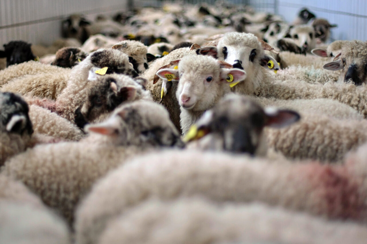 Carnea de miel se scumpește înainte de Paște. Cu cât se majorează prețul și care sunt motivele