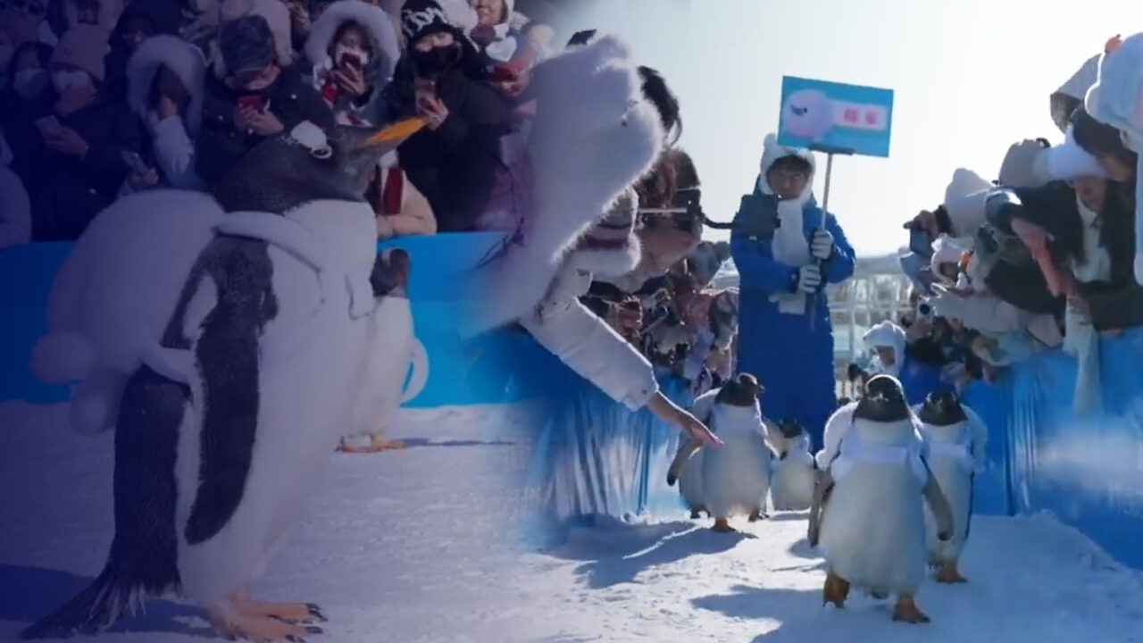Imagini de la parada anuală a pinguinilor din China. Cum arată expoziția palatelor de gheață