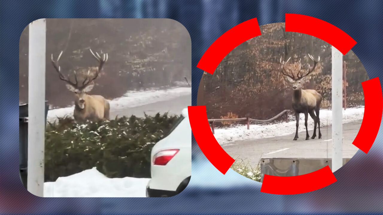 Un exemplar de cerb a dat o raită printr-o parcare din Argeş, apoi a fugit în pădure