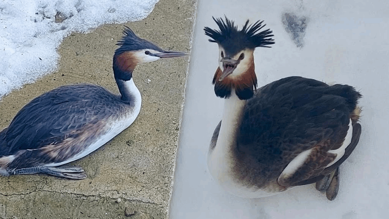 Poliția Locală a salvat un corcodel căzut în zăpadă pe Șoseaua Olteniței. Cum a ajuns pasărea acolo