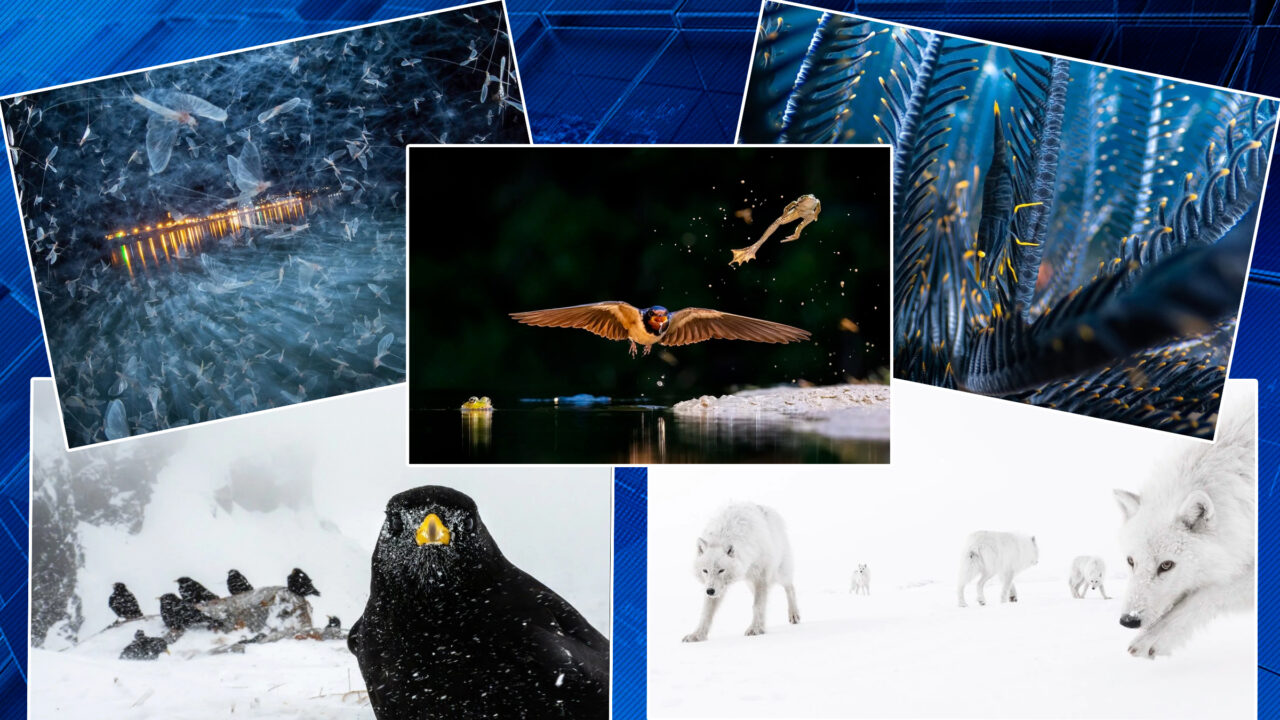 Corali, ciuperci și alte adevărate „minuni ale lumii“: cine este câștigătorul concursului de fotografie în prim-plan din 2026. Imagini uluitoare