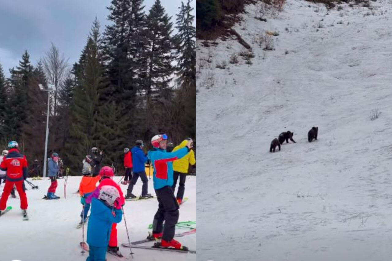 O familie de urși i-a luat prin surprindere pe schiorii din Poiana Brașov. Cei trei frați blănoși s-au jucat nestingheriți pe pârtie și au alunecat pe zĂpadă