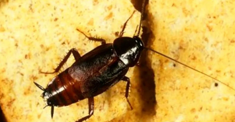 Cum scapi de gândacii de bucătărie cu soluții simple, la îndemâna oricui