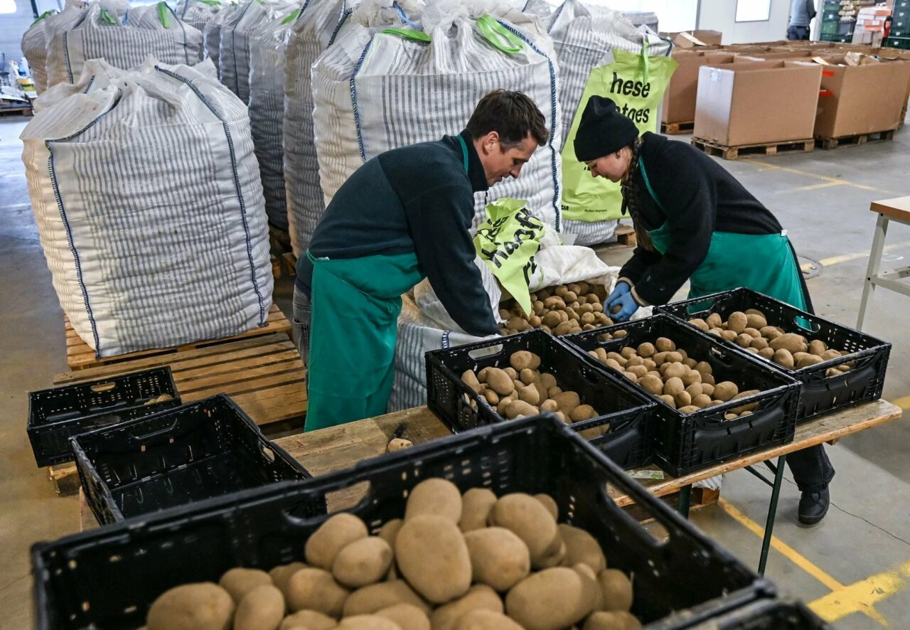 Cartofi gratis la Berlin: Cum încearcă fermierii germani să „scape“ de cea mai mare recoltă din ultimii 25 de ani