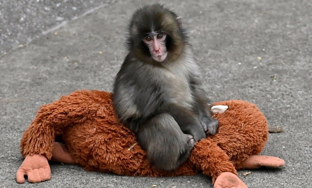 Maimuțica Punch a crescut prea mare pentru plușul său de la Ikea. Cum a fost văzut la zoo