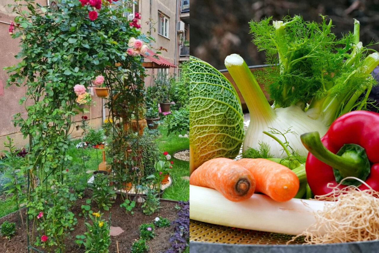 Legume între blocuri la Rogerius. Cartierul din Oradea în care vecinii cultivă zarzavaturi
