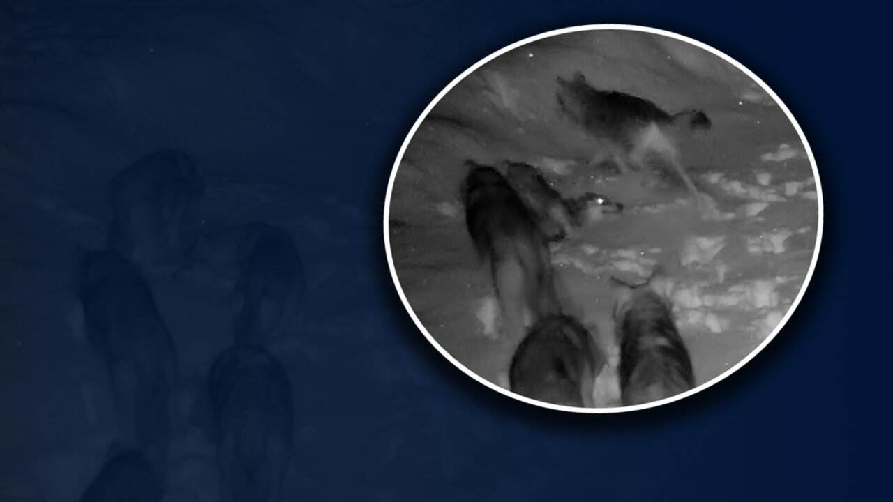 Imagini din pădure surprinse de camerele de vederi. O haită de lupi se joacă în zăpadă