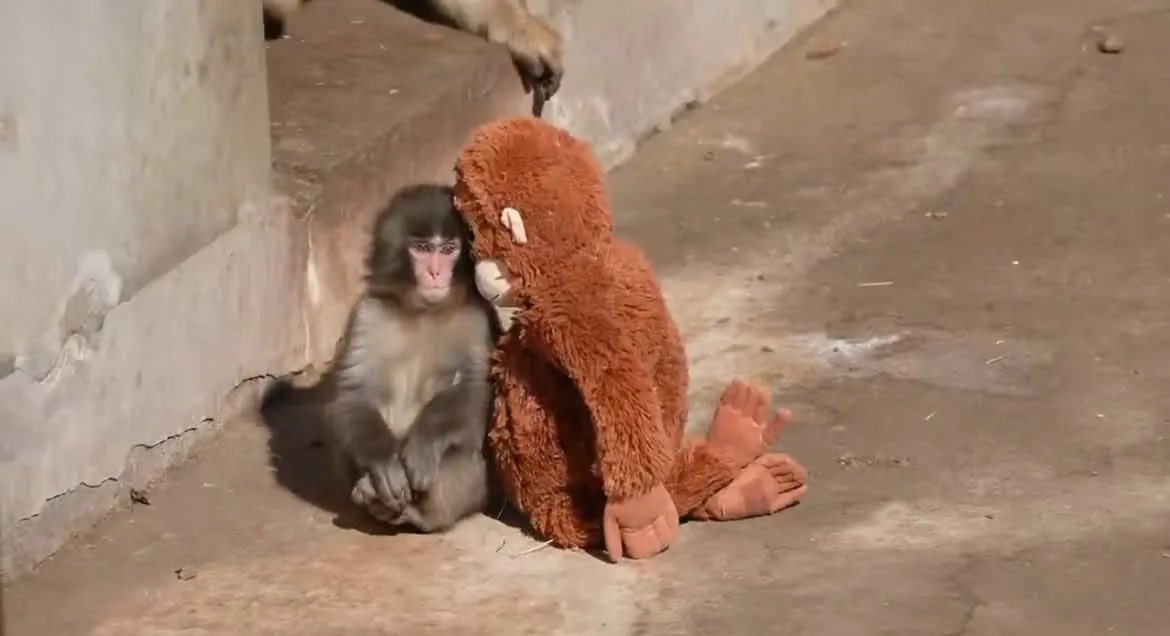 Punch, un pui de maimuță din Japonia abandonat de mama sa, a devenit viral după ce și-a găsit alinarea într-o jucărie de pluș