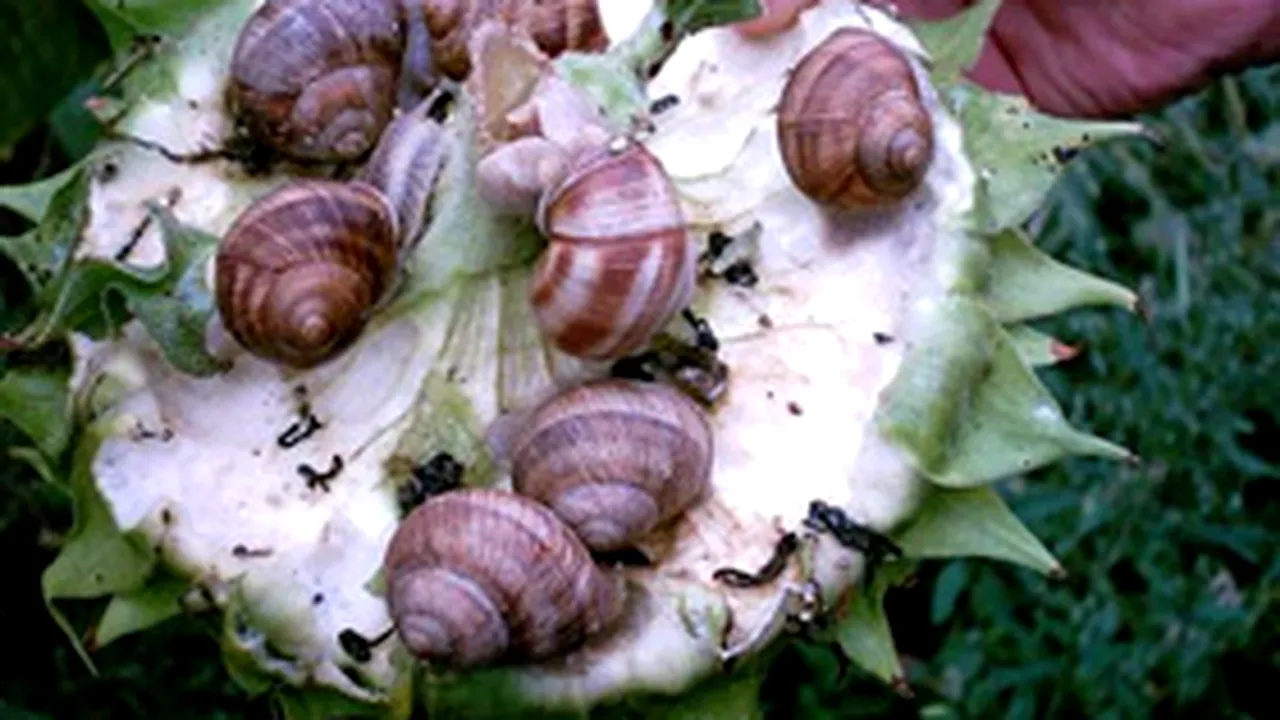 Carnea de melc, afacerea surpriză a României. Exporturile au depășit 20 mil. euro și sunt de patru ori mai mari decât importurile. Unde merg melci românești