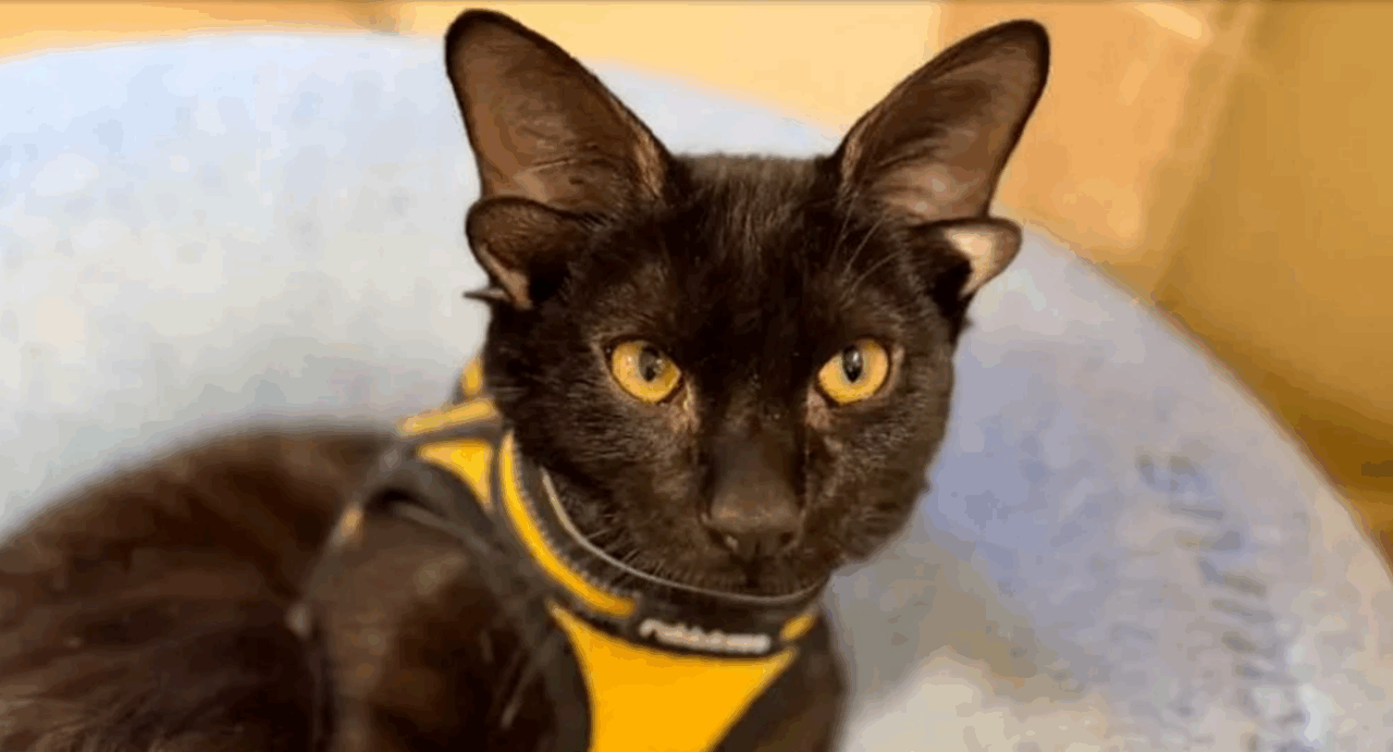 Fluturele Dobby este cel mai celebru pisoi al momentului. Ce-l face atât de special