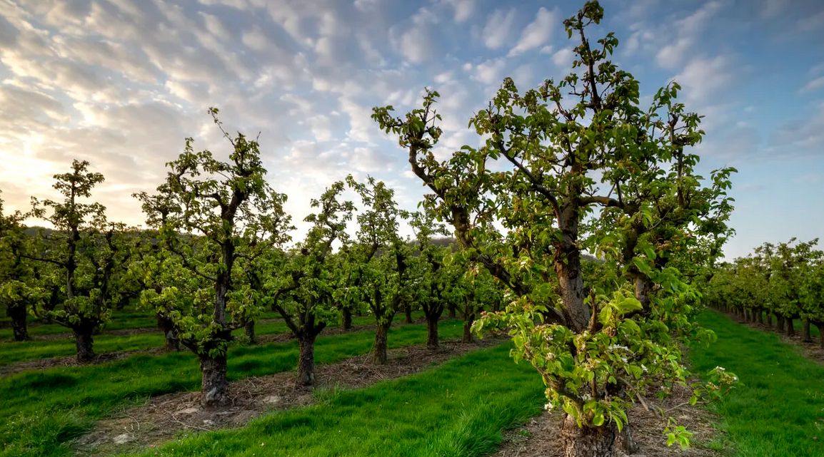 Temperatura la care trebuie stropiți pomii fructiferi împotriva dăunătorilor